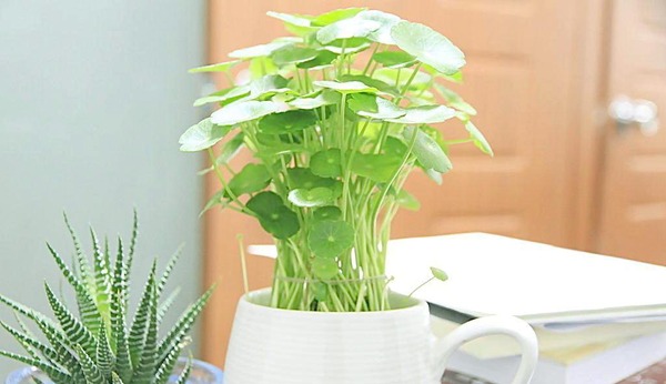 花卉租賃后家庭花卉養(yǎng)護(hù)該注意什么？ 
